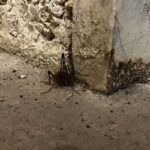 How to Eliminate Crickets in Your Garage - Garage Doors Repair Dallas